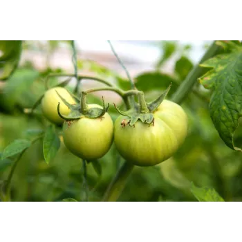Natural Tomato Plant